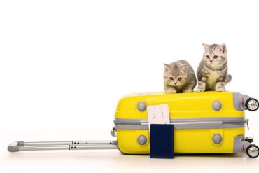 Yurtdışına Evcil Hayvan Çıkarmak