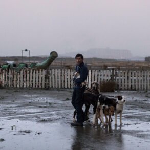 Dogman - Film İncelemesi